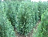 Chamaecyparis lawsoniana 'Columnaris' Blauwe Cypres