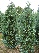 Chamaecyparis lawsoniana 'Columnaris' Blauwe Schijncypres