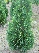 Chamaecyparis lawsoniana 'White Spot' Blauwe Schijncypres