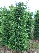 Cupressocyparis leylandii Groene Haagconifeer, Leylandii