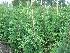 Cupressocyparis leylandii Groene Haagconifeer, Leylandii
