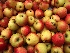 Malus domestica 'Jonagold' Appel Jonagold