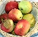 Malus domestica 'Rode Jonathan' Appel Rode Jonathan
