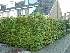 Carpinus betulus (Haagbeukheg) Haagbeuk