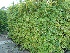 Carpinus betulus (Haagbeukheg) Haagbeuk