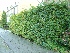 Carpinus betulus (Haagbeukheg) Haagbeuk
