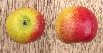 Malus domestica 'Fiesta' appel 'fiesta'