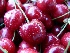 Prunus avium 'Wijnkers' Kers 'Wijnkers'