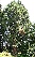Sequoiadendron giganteum 'Glaucum' Mammoetboom