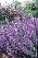Nepeta 'Walker's Low' Kattekruid
