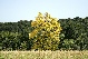 Robinia pseudoacacia 'Frisia' Gele Acacia