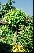 Robinia pseudoacacia 'Umbraculifera' Bolacacia, Kogelacacia