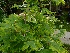 Acer platanoides 'Drummondii' Noorse Esdoorn
