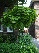 Acer platanoides 'Globosum' Bolesdoorn, Noorse Esdoorn