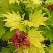 Acer shirasawanum 'Aureum' Volle Maan Esdoorn