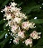 Aesculus hippocastanum Paardekastanje