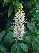 Aesculus parviflora Paardekastanje