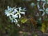 Amelanchier lamarckii (syn. Amelanchier grandiflora)(Haag) Amerikaanse Krentenboom