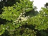Aralia elata Duivelswandelstok