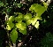 Catalpa bignonioides 'Aurea' Gele Trompetboom