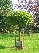 Catalpa bignonioides 'Nana' Boltrompetboom, Bolcatalpa