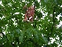 Aesculus carnea 'Briotii' Rode Paardekastanje
