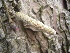 Corylus colurna Boomhazelaar, Turkse Hazelaar