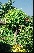 Robinia pseudoacacia 'Umbraculifera' Bolacacia, Kogelacacia