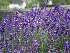 Lavandula angustifolia 'Hidcote' Lavendel
