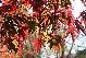 Acer palmatum 'Burgundy Lace' Japanse Esdoorn
