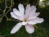 Magnolia loebneri 'Leonard Messel' Beverboom, Valse Tulpenboom