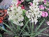 Yucca filamentosa Palmlelie