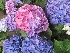 Hydrangea macrophylla Hortensia