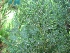 Chamaecyparis lawsoniana 'White Spot' Blauwe Schijncypres