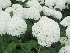 Hydrangea arborescens 'Annabelle' Amerikaanse Hortensia, Annabel