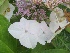 Hydrangea macrophylla 'Libelle' Teller Hortensia
