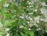 Hydrangea paniculata 'Kyushu' Schapekophortensia, Pluimhortensia