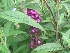 Buddleja davidii 'Royal Red' Vlinderstruik