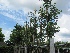 Ginkgo biloba Japanse Notenboom, Waaierboom, Eendepootboom
