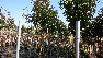 Photinia fraseri 'Red Robin' Glansmispel