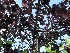 Prunus cerasifera 'Nigra' (Dakvorm) Rode Daksierpruim