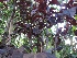Prunus cerasifera 'Nigra' Rode Sierpruim, Rode Kerspruim