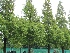 Metasequoia glyptostroboides Watercypres