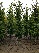 Carpinus betulus 'Fastigiata' Zuilvormige Haagbeuk
