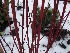 Cornus alba 'Sibirica' Rode Kornoelje