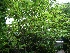 Acer japonicum 'Aconitifolium' Japanse Esdoorn