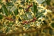 Ilex aquifolium 'Argentea Marginata Pendula' Bonte treurhulst