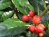 Ilex aquifolium 'J.C. van Tol' - bol op stam Beshulst
