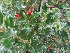 Ilex aquifolium Scherpe of Groene Hulst
