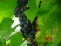 Vitis 'Boskoop Glory' (syn. Glorie van Boskoop) Zoete Blauwe Buitendruif